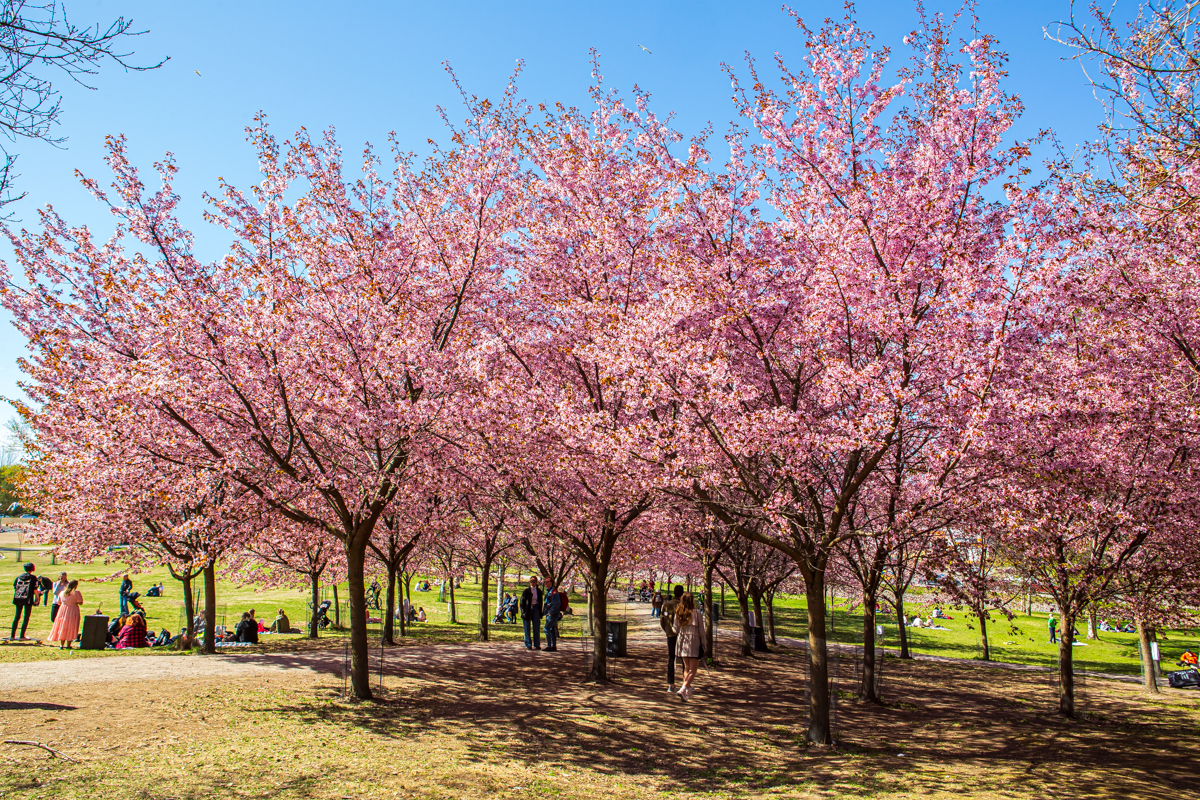Kirsikkapuisto, ihmisiä, kirsikankukka
