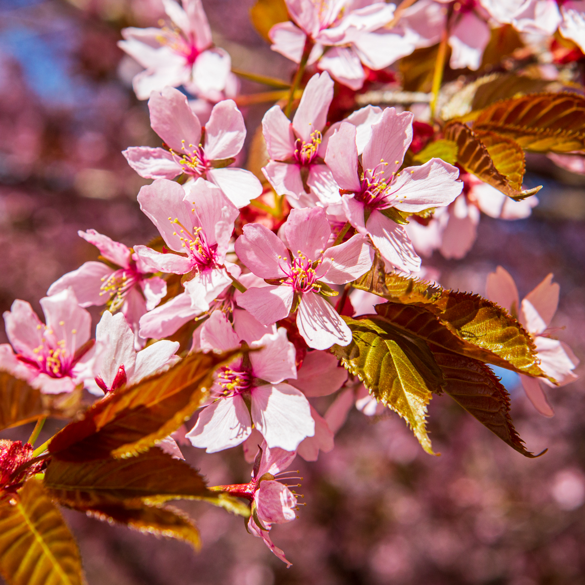 Kirsikkapuu kukkii Roihuvuoressa